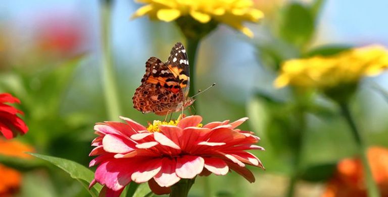 Invest in Our Planet with a Pollinator Garden